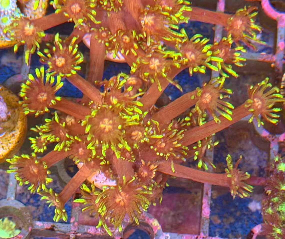 Goniopora