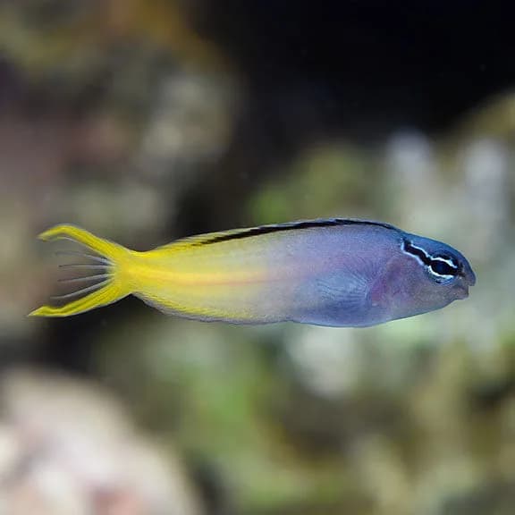 Fang Blenny
