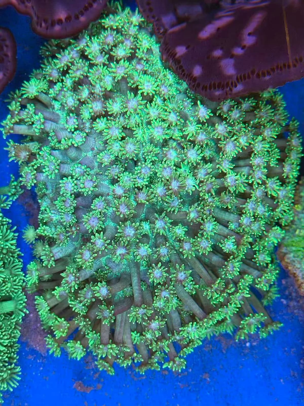 Goniopora