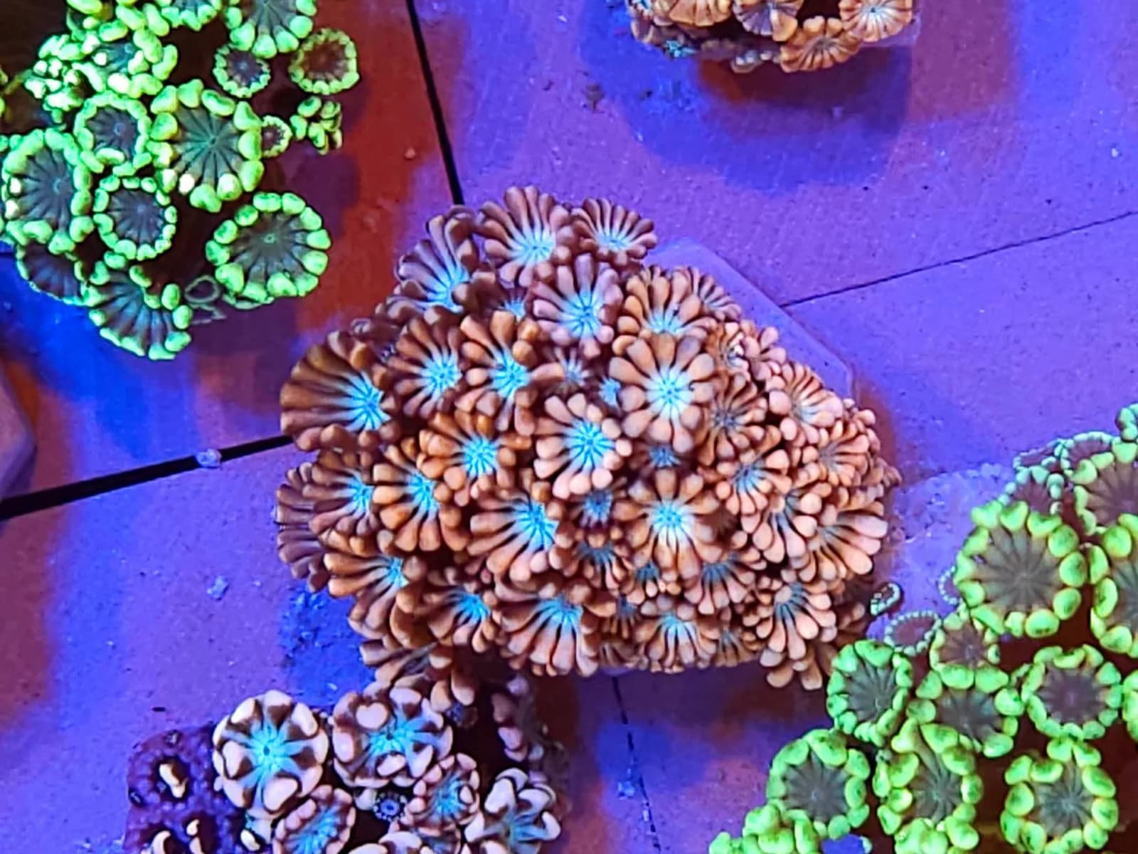 Alveopora