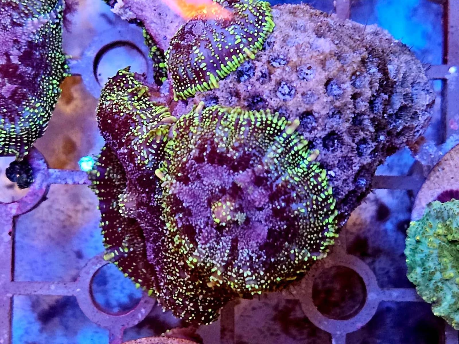 Green And Purple Rhodactis