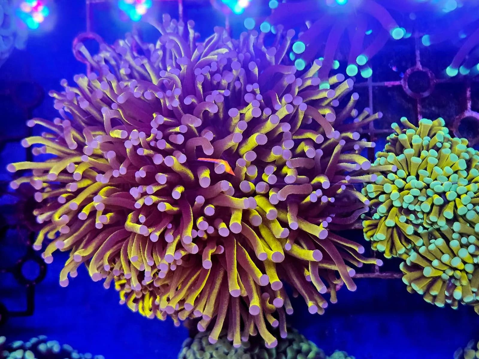 Gold Torch Coral