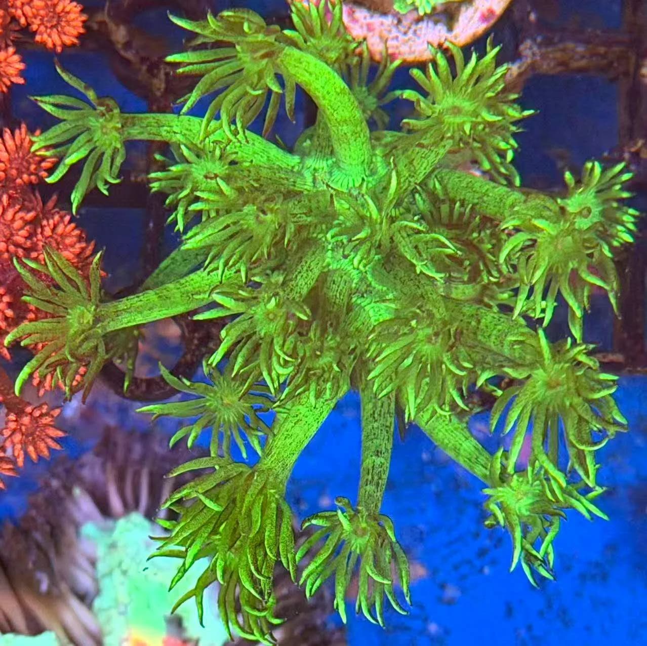 Goniopora