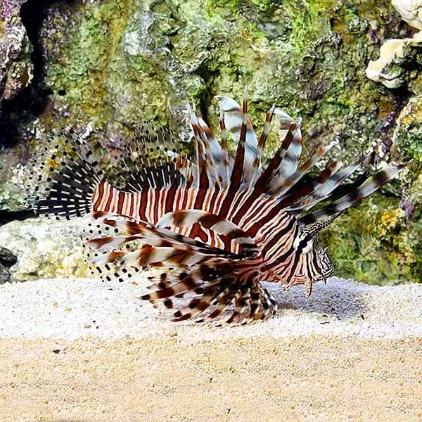 Lion Fish