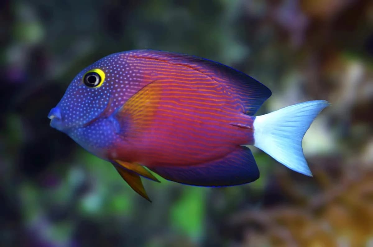 White Tail Bristletooth Tang
