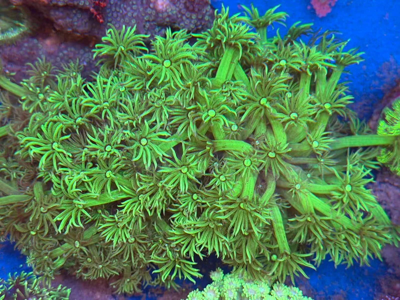Goniopora