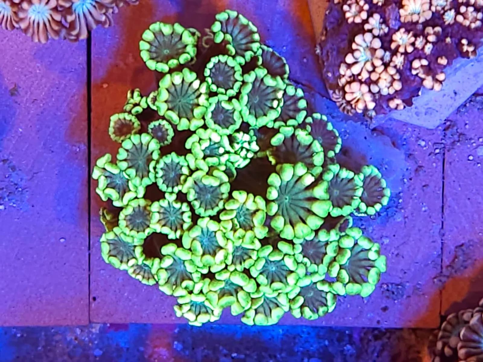 Alveopora