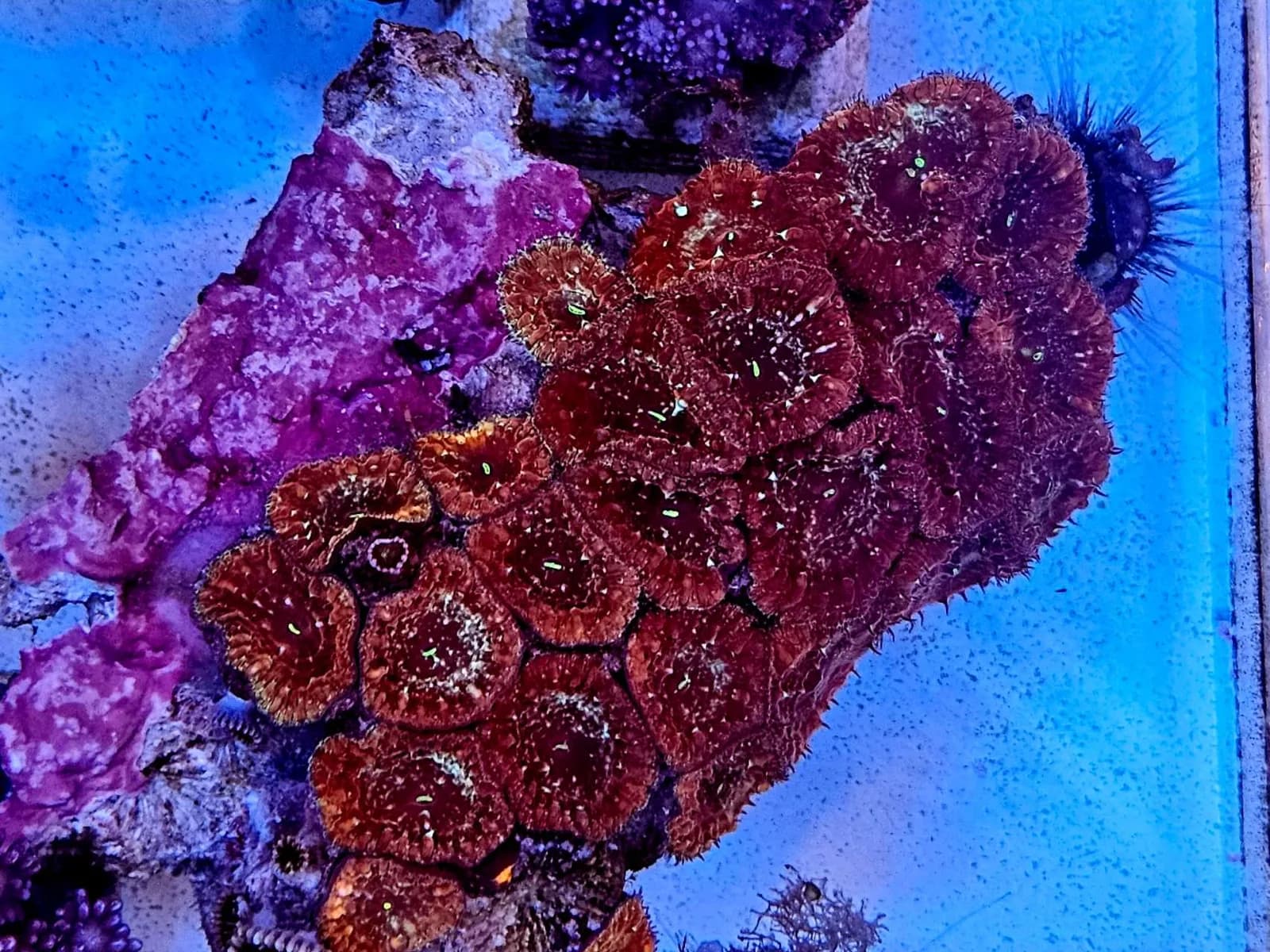 Blasto Coral