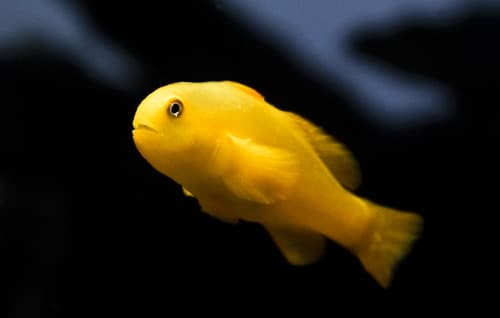 Coral Goby