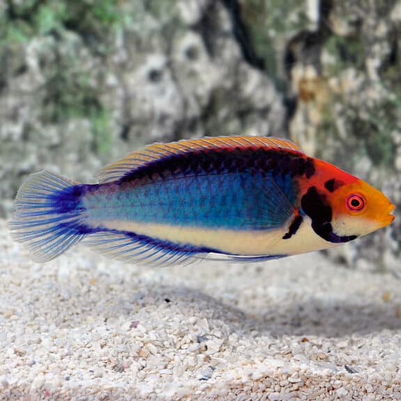 Red Eye Fairy Wrasse