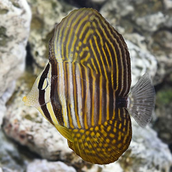 Sailfin Tang - Red Sea