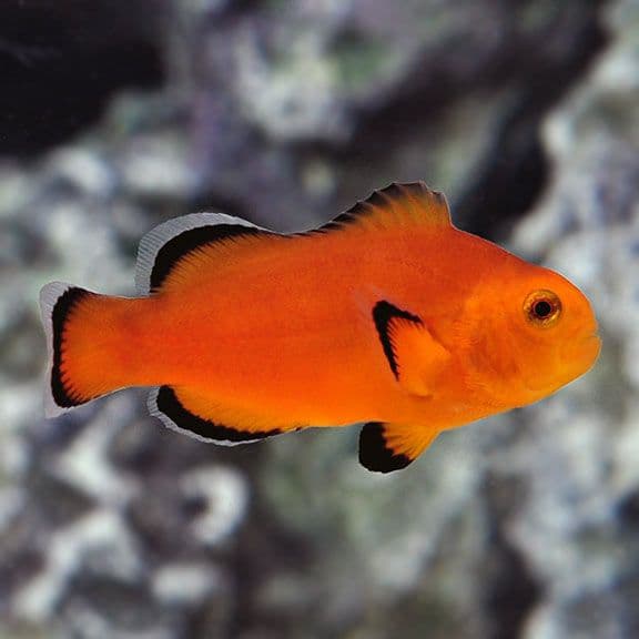 Naked Clownfish