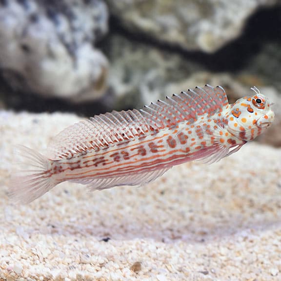 Red Spot Blenny