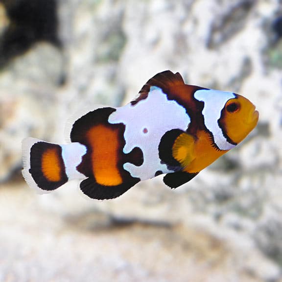 Snowflake Clownfish