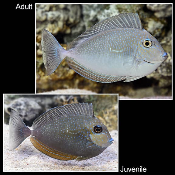 Vlamingii Tang