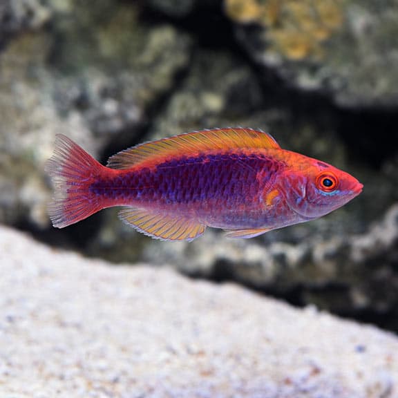 Lubbock's Fairy Wrasse