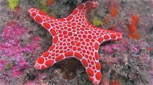Biscuit Starfish