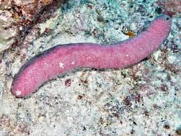 Sea Cucumber