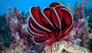 Feather Star