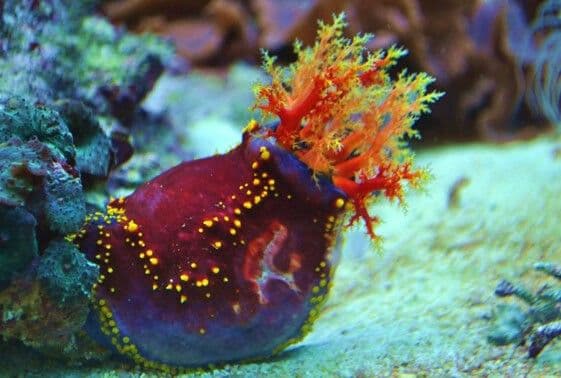 Sea Apple