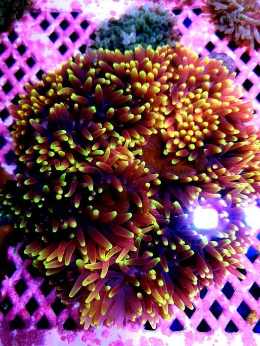 Candy Apple BTA