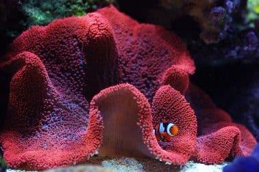 Haddoni Anemone
