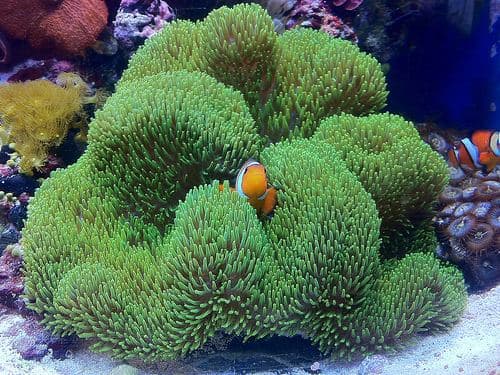 Gigantea Anemone