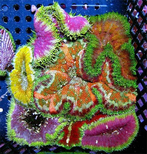 Mini Maxi Anemone