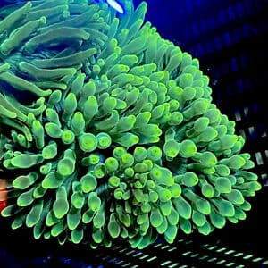 Green BTA