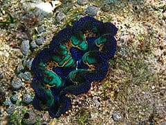 Crocea Clam