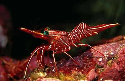 Hingeback Shrimp