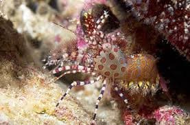 Marble Shrimp