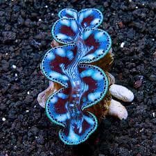 Maxima Clam