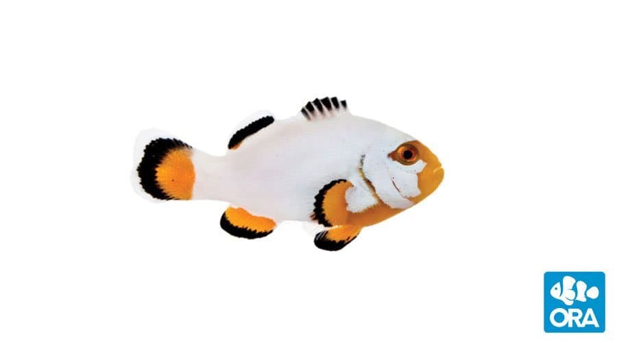 Platinum Clownfish