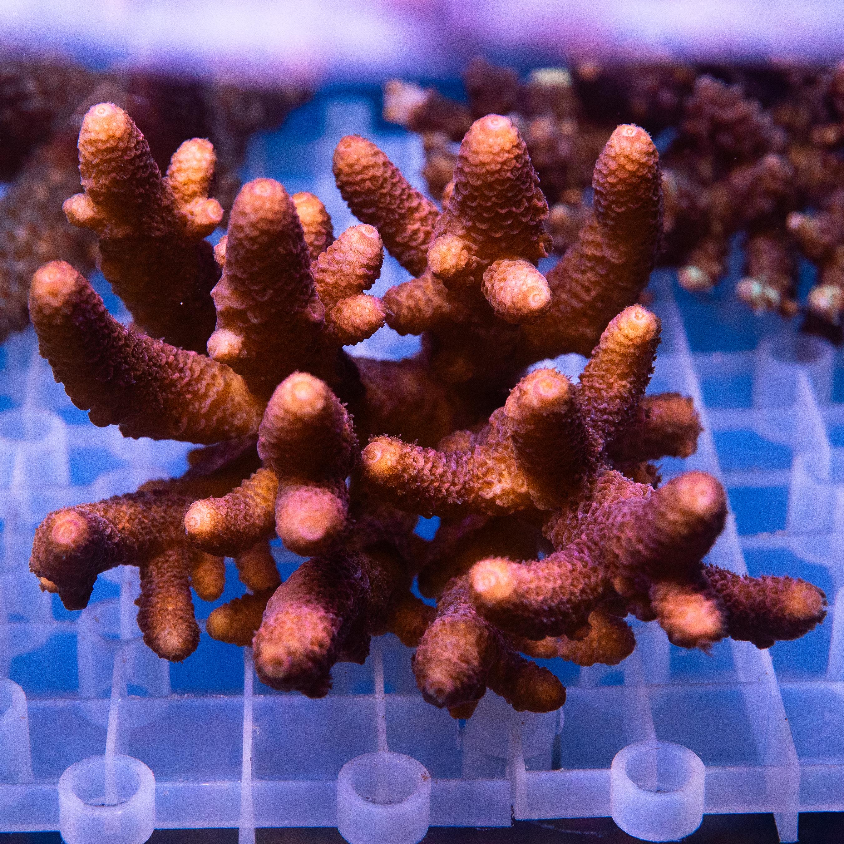 Acropora Colony (EA#453)