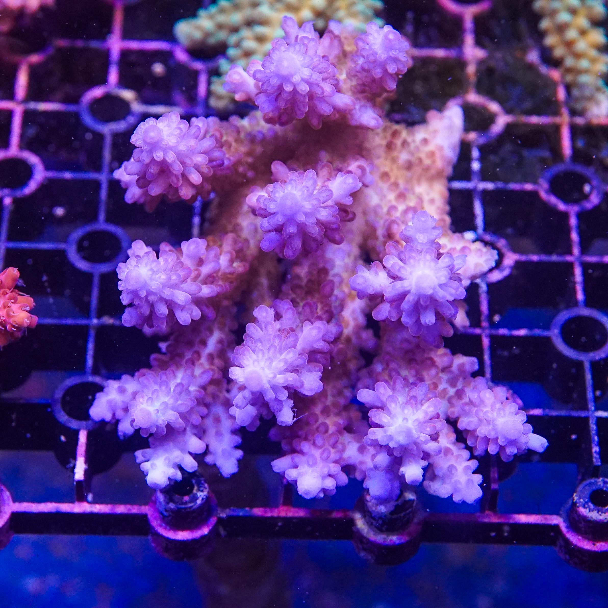 Acropora Colony (EA#412)
