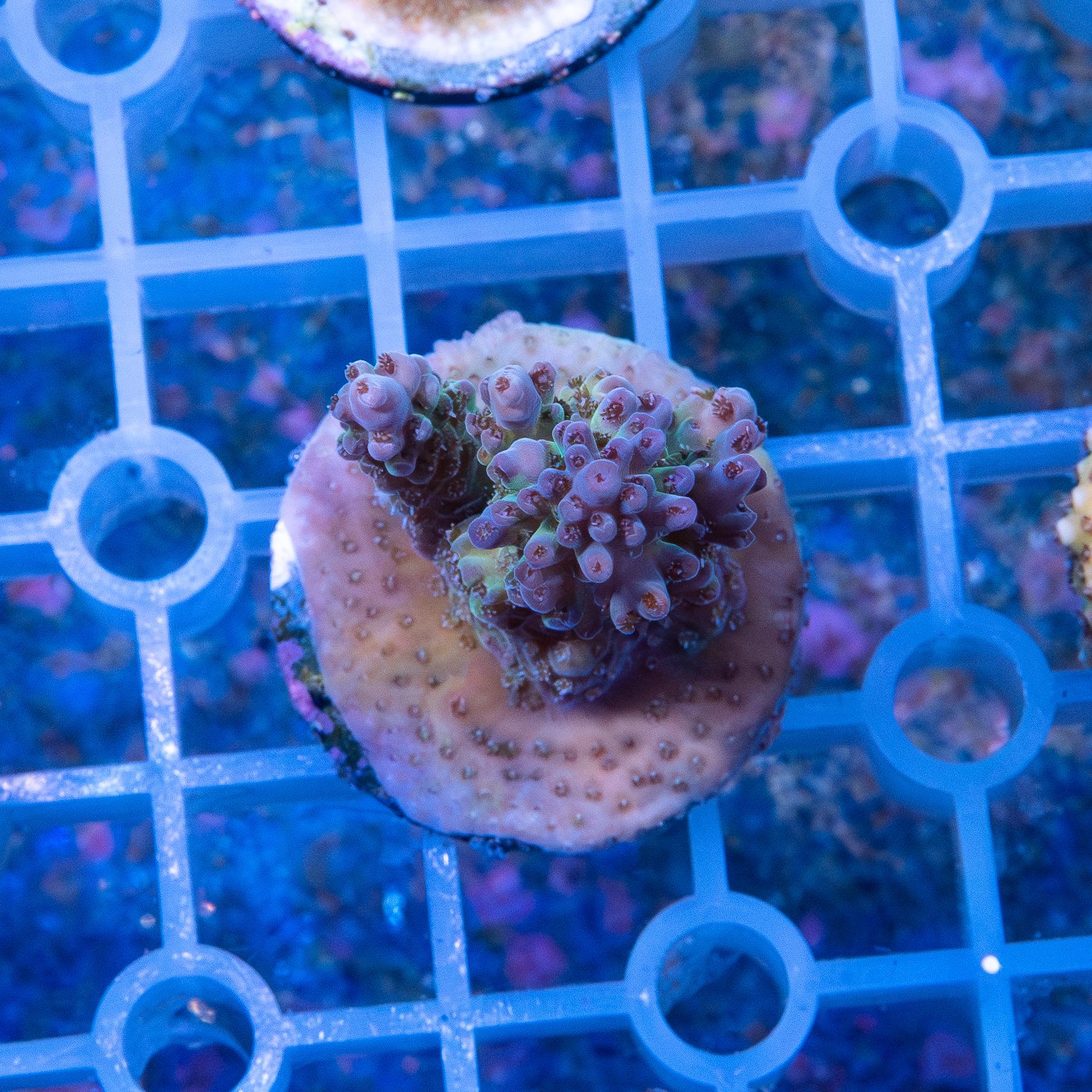 Frag - Acropora