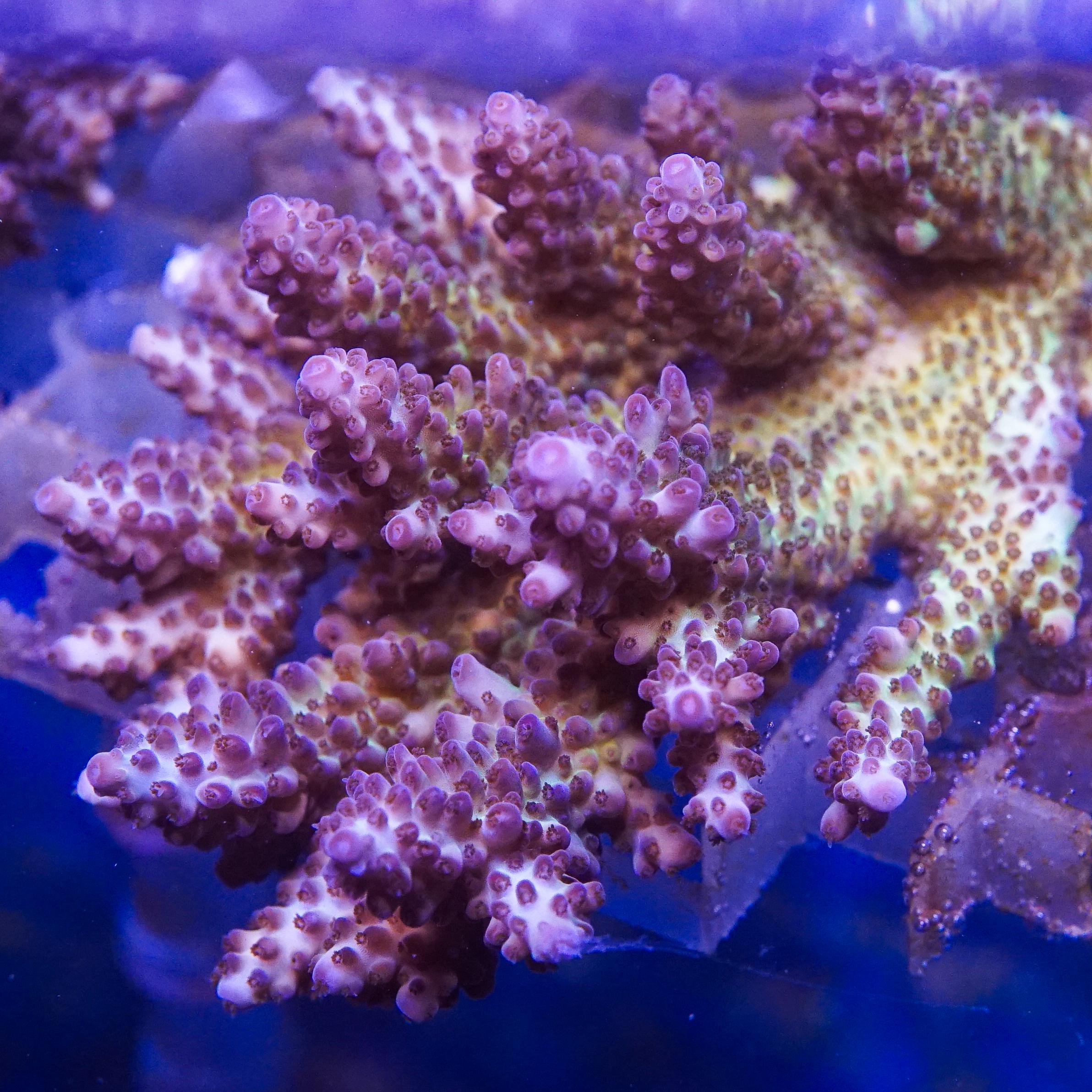 Acropora Colony (EA#445)