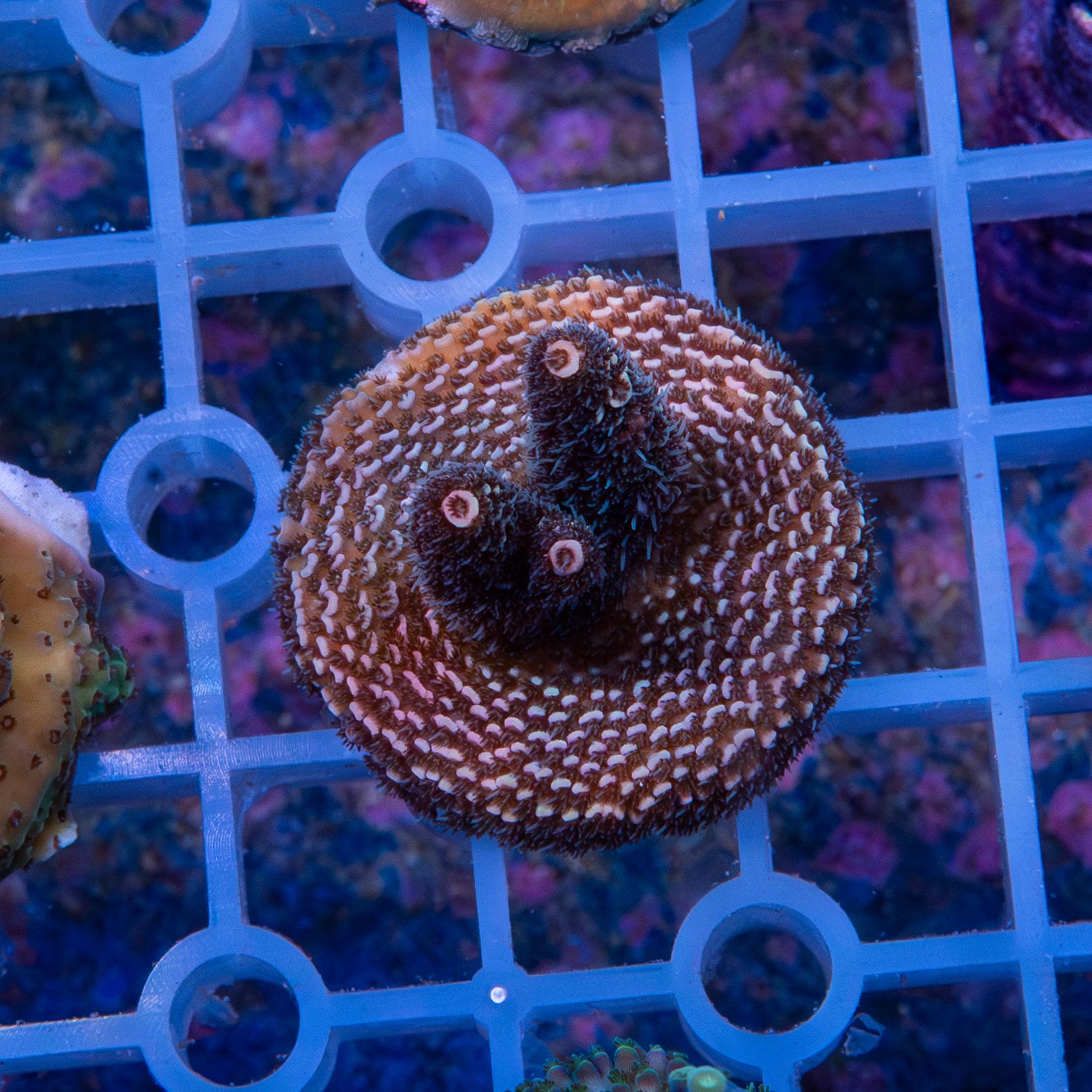 Frag - Acropora