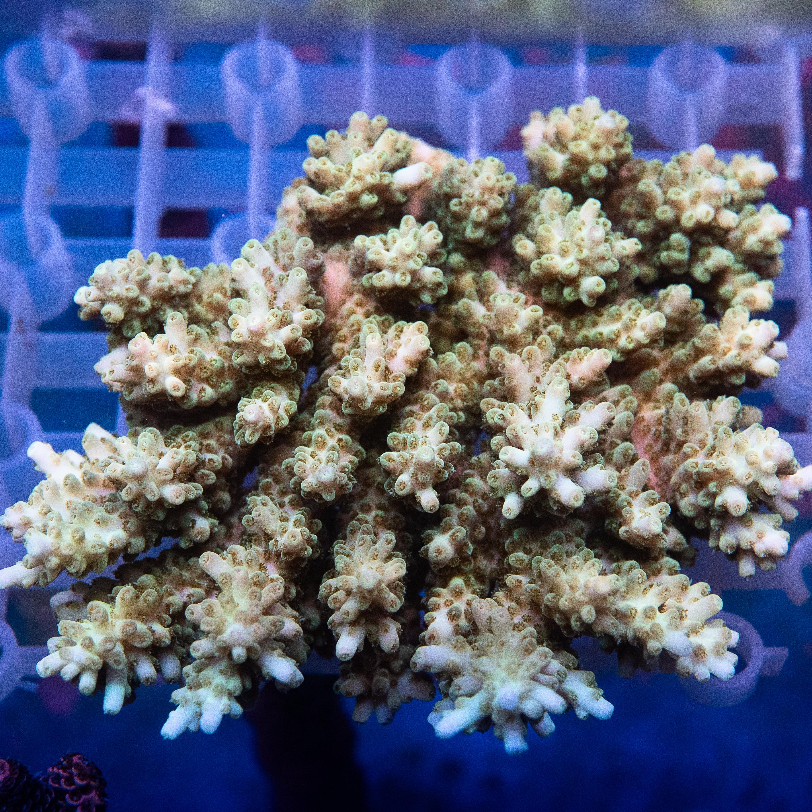 Acropora Colony (EA#425)
