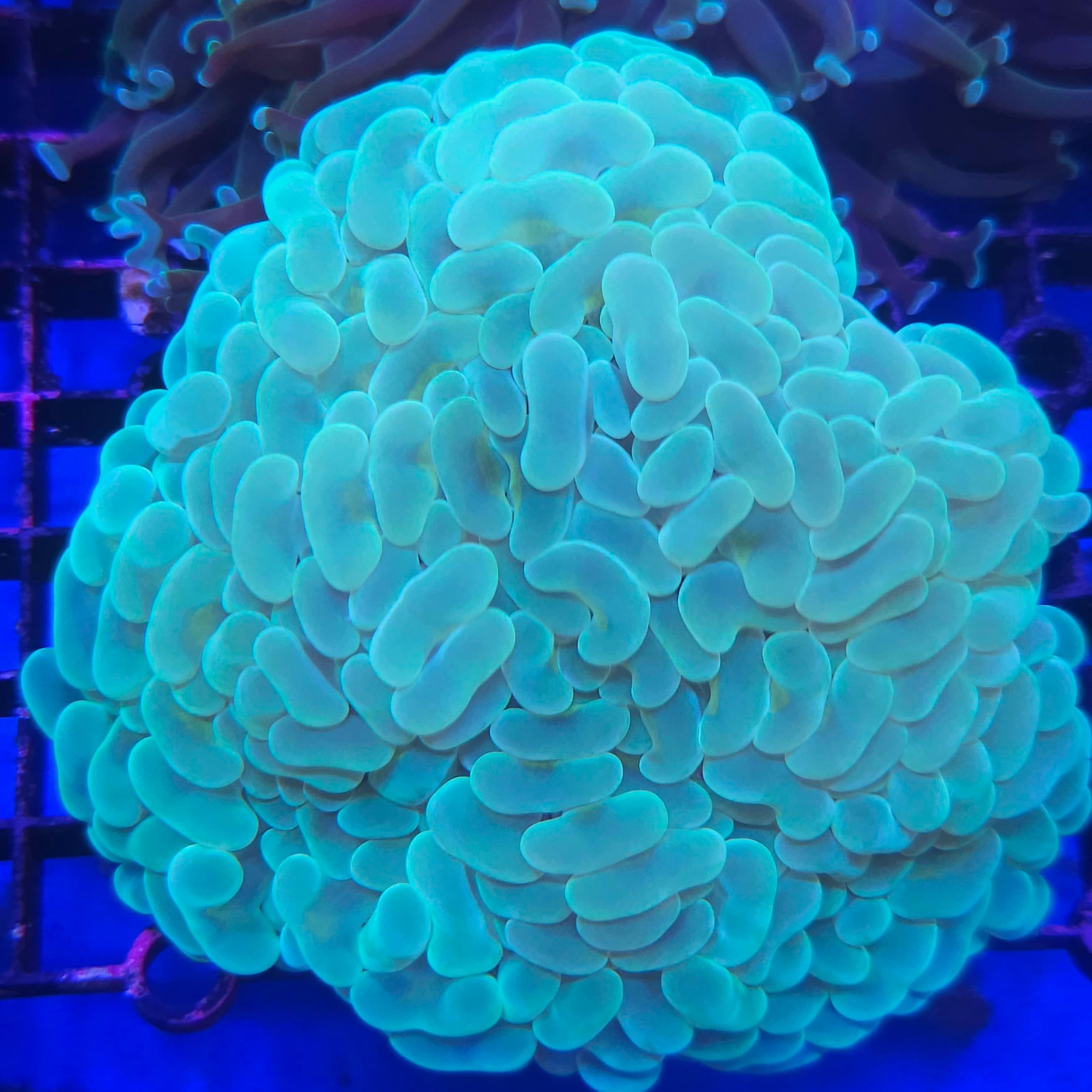 Green Hammer With Gold Stem(EA#54)