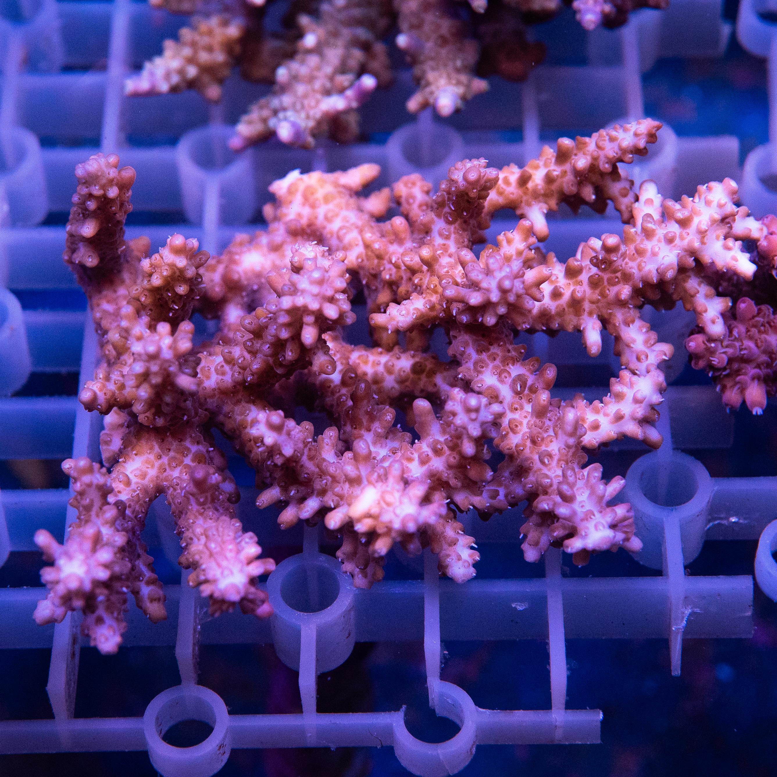 Acropora Colony (EA#415)
