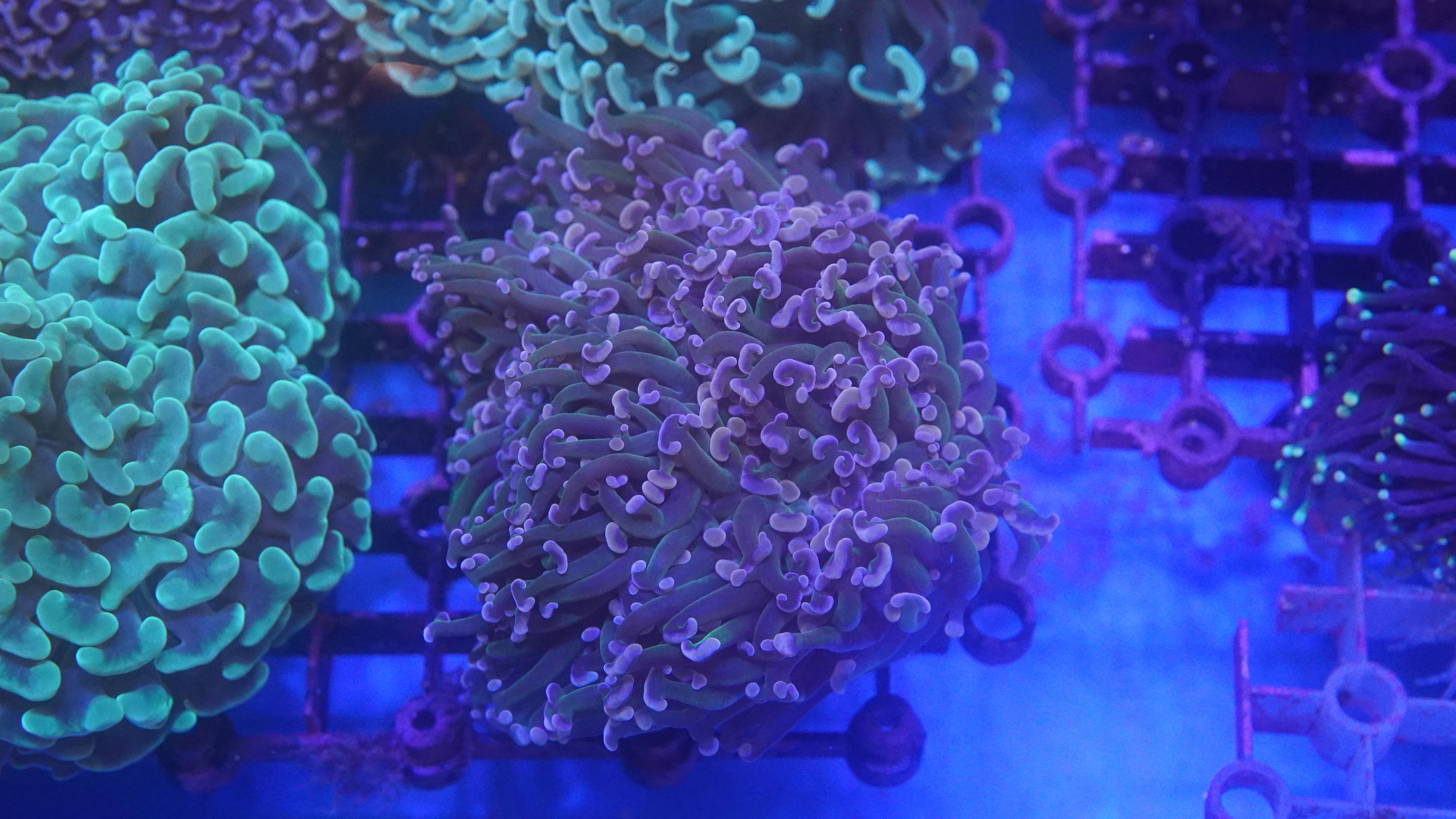 Reverse Hammer (EA#45)