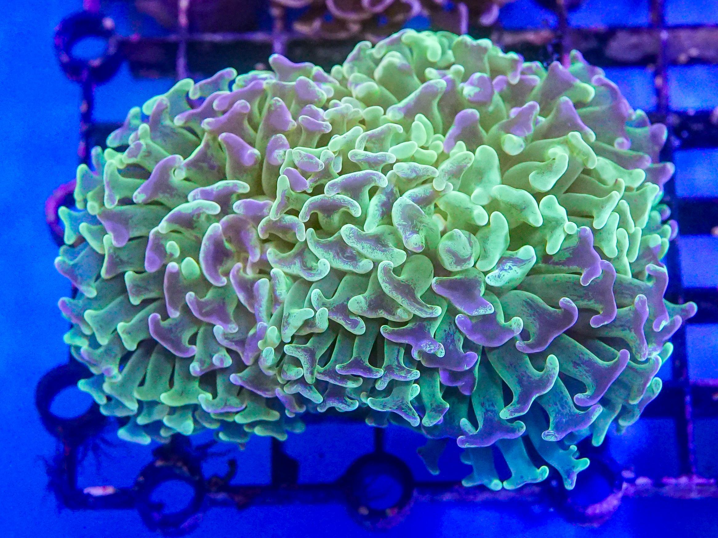 Green Blotchy Hammer (EA#41)