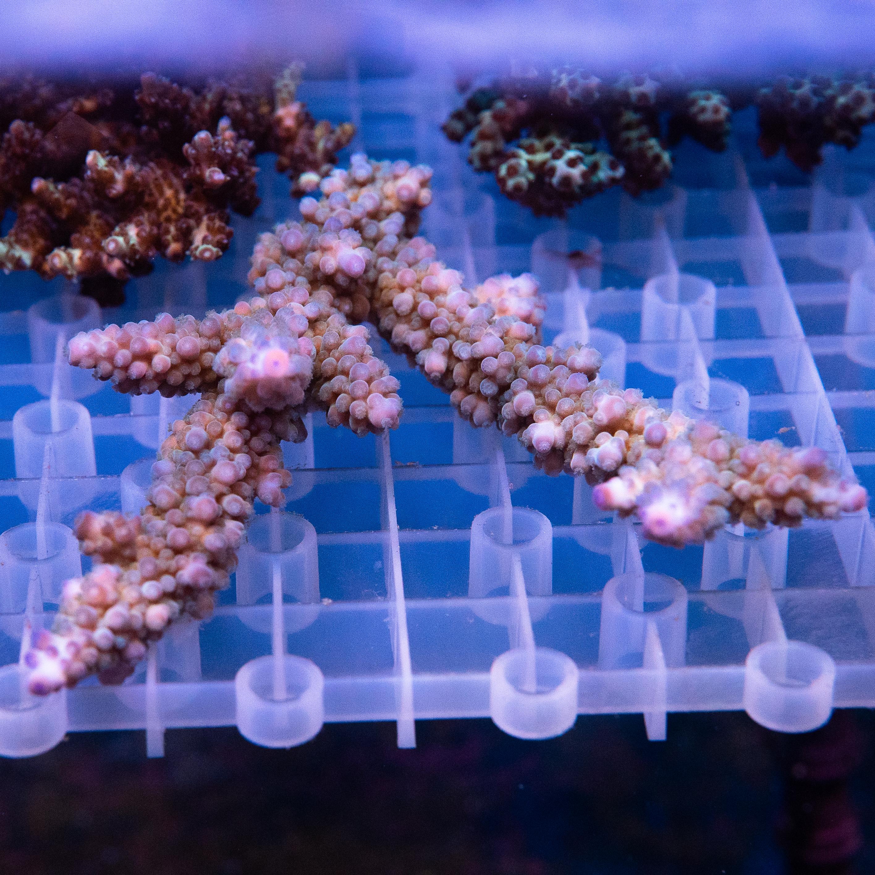Acropora Colony (EA#454)