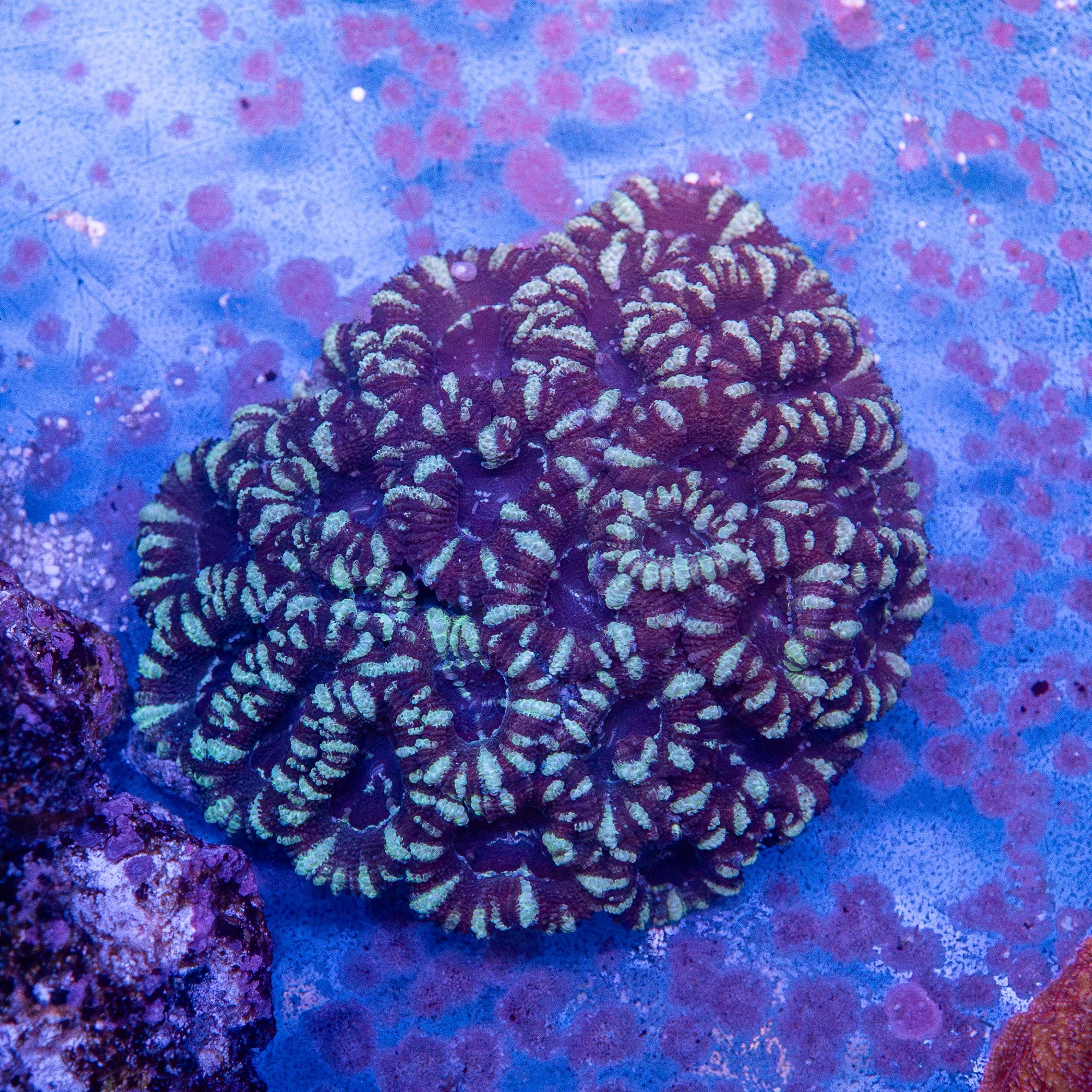 Micromussa lordhowensis (EA#173)