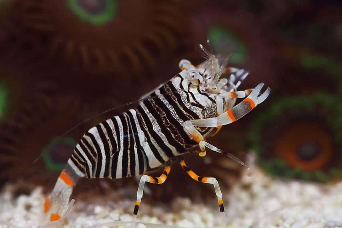Bumblebee Shrimp
