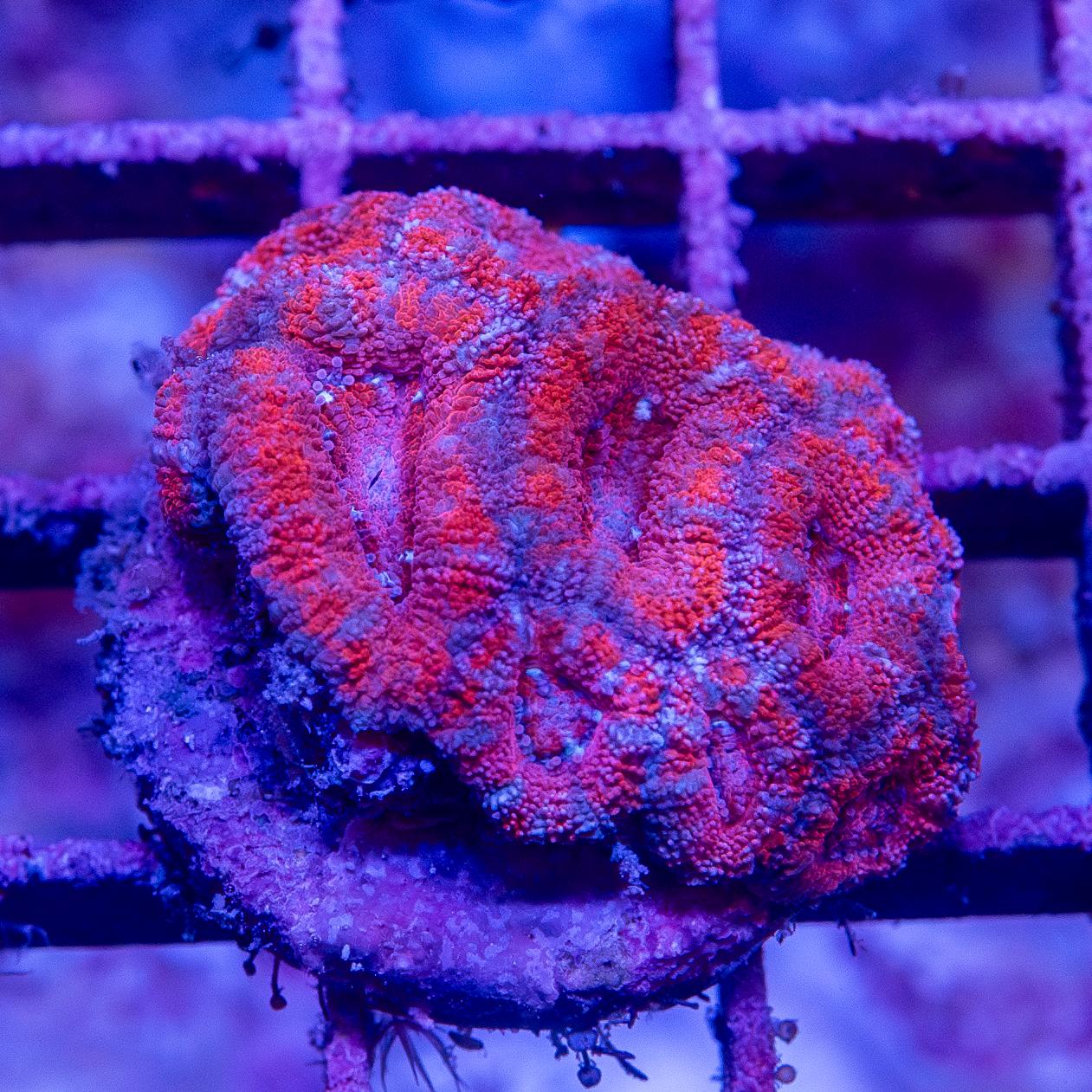 Frag - Micromussa lordhowensis