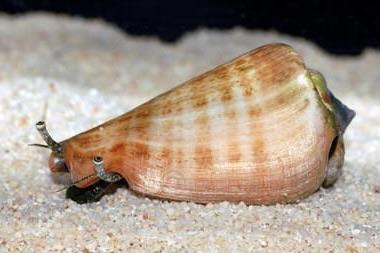 Strombus Snail