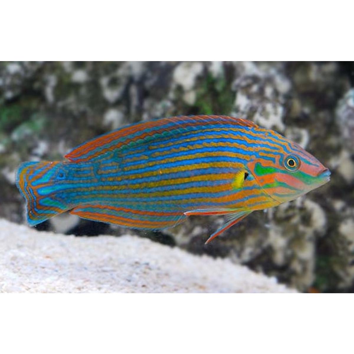Melanurus Wrasse